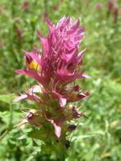 heemtuin_170x227_013.jpg