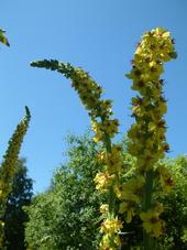 heemtuin_170x227_014.jpg