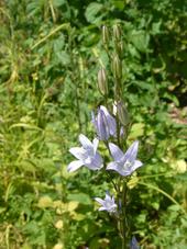 heemtuin_170x227_023.jpg