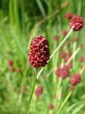 heemtuin_170x227_028.jpg