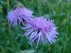 heemtuin_227x170_016.jpg