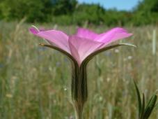 heemtuin_227x170_022.jpg
