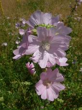 heemtuin_170x227_010.jpg