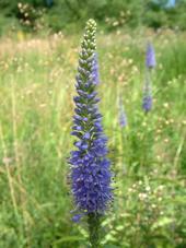 heemtuin_170x227_011.jpg
