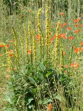 heemtuin_170x227_012.jpg