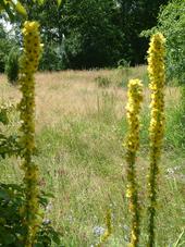 heemtuin_170x227_015.jpg