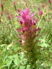heemtuin_170x227_016.jpg