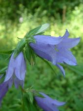 heemtuin_170x227_017.jpg