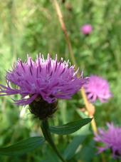 heemtuin_170x227_019.jpg