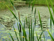 heemtuin_227x170_007.jpg