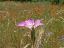 heemtuin_227x170_014.jpg