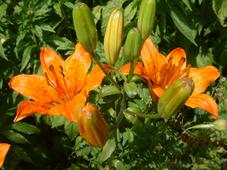heemtuin_227x170_031.jpg