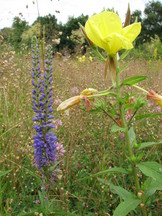 heemtuin_162x216_002.jpg