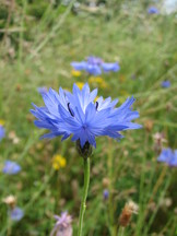 heemtuin_162x216_004.jpg