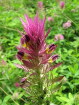 heemtuin_162x216_005.jpg