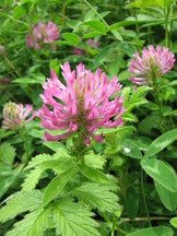 heemtuin_162x216_006.jpg