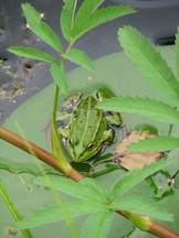 heemtuin_162x216_009.jpg
