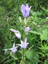 heemtuin_162x216_010.jpg