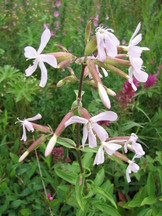 heemtuin_162x216_012.jpg