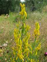 heemtuin_162x216_013.jpg