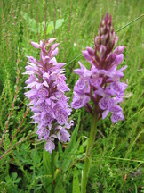heemtuin_162x216_014.jpg