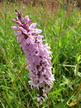 heemtuin_162x216_016.jpg