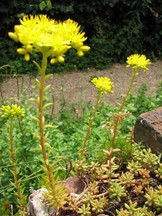 heemtuin_162x216_019.jpg