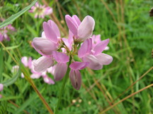 heemtuin_216x162_003.jpg