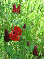 heemtuin_182x243_8768.jpg