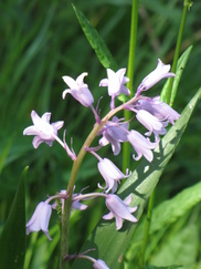 heemtuin_182x243_8788.jpg