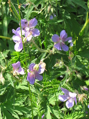 heemtuin_182x243_8810.jpg