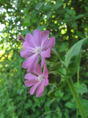 heemtuin_182x243_8816.jpg