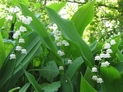 heemtuin_243x182_8756.jpg