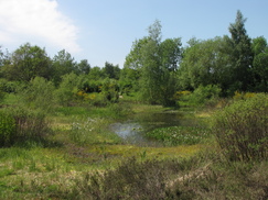 heemtuin_243x182_8758.jpg