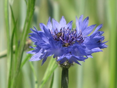 heemtuin_243x182_8763.jpg