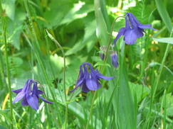 heemtuin_243x182_8777.jpg