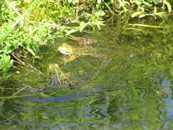 heemtuin_243x182_8795.jpg