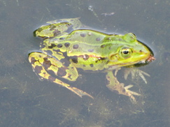 heemtuin_243x182_8798.jpg