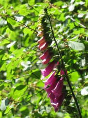 heemtuin_182x243_0159.jpg