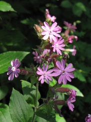 heemtuin_182x243_0167.jpg