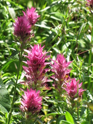 heemtuin_182x243_0180.jpg