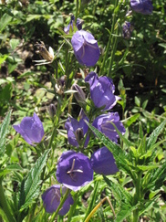 heemtuin_182x243_0274.jpg