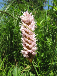 heemtuin_182x243_0291.jpg