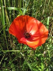 heemtuin_182x243_0294.jpg