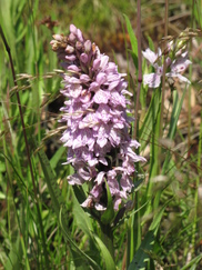 heemtuin_182x243_0305.jpg