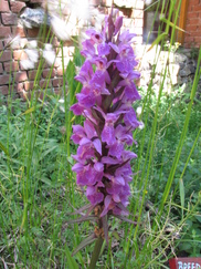 heemtuin_182x243_0317.jpg