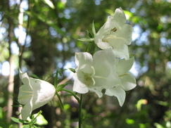 heemtuin_243x182_0166.jpg
