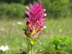 heemtuin_243x182_0193.jpg