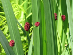heemtuin_243x182_0212.jpg