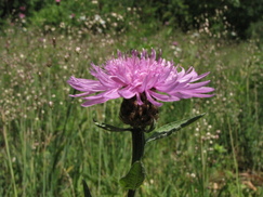 heemtuin_243x182_0247.jpg